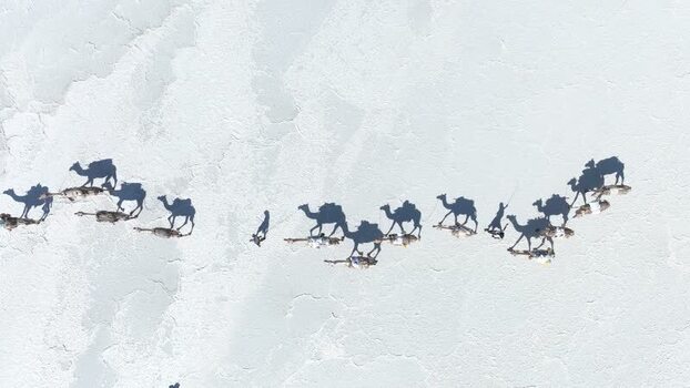 Aerial view of a camel caravan walking on white salt flats Ethiopia. Aerial view of a camel caravan walking on white salt flats Ethiopia.
