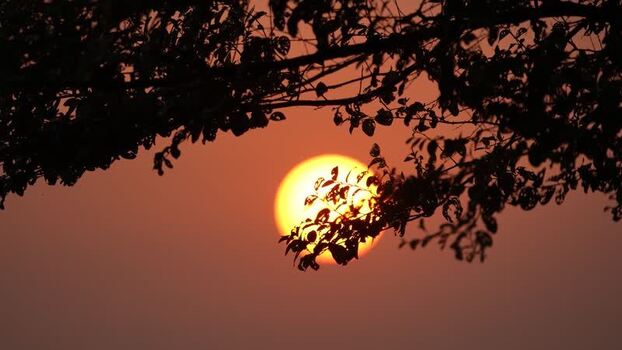 View of the sun setting through silhouetted tree branches Bangladesh. View of the sun setting through silhouetted tree branches Bangladesh.