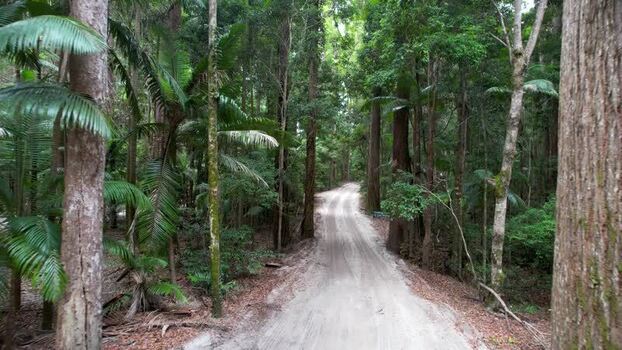 Aerial view of a sandy track through dense rainforest Australia.