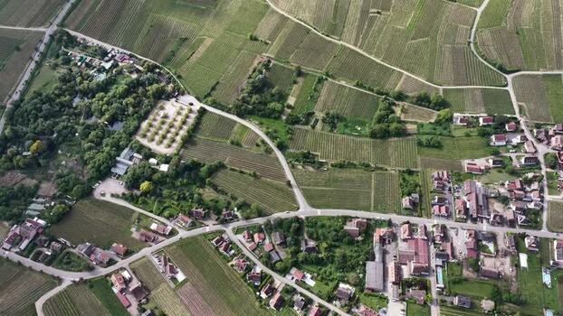 Aerial view of lush vineyards and the town of Ribeauville France. Aerial view of lush vineyards and the town of Ribeauville France.