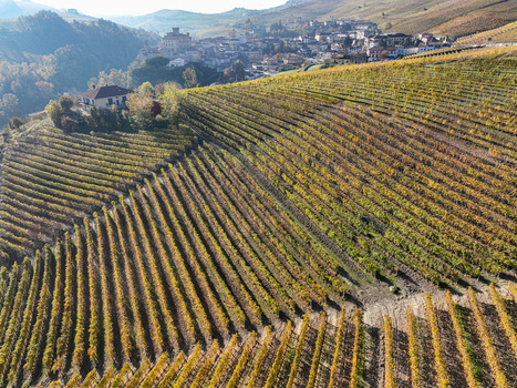 Aerial view of Barolo Cannubi Hill vineyards with autumn foliage and the historic village in the background in Barolo Piedmont Italy. Aerial view of Barolo Cannubi Hill vineyards with autumn foliage and the historic village in the background in Barolo Piedmont Italy.