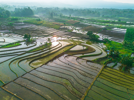 Aerial view of Tegalalang rice terraces with lush green paddies water filled levels reflecting the sunlight and surrounding tropical vegetation in Tegalalang Bali Indonesia.
