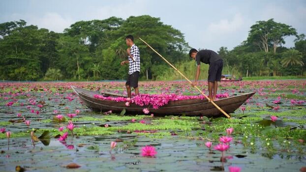View of men harvesting pink water lilies in a boat Bangladesh. View of men harvesting pink water lilies in a boat Bangladesh.