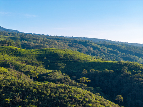 Aerial view of Kebun Teh Kertowono tea plantation on rolling green hills with lush forest patches under a clear blue sky in Kecamatan Gucialit Jawa Timur Indonesia. Aerial view of Kebun Teh Kertowono tea plantation on rolling green hills with lush forest patches under a clear blue sky in Kecamatan Gucialit Jawa Timur Indonesia.