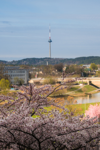 View of cherry blossoms in bloom with the Vilnius TV Tower and Neris river in the background Vilnius Vilnius County Lithuania. View of cherry blossoms in bloom with the Vilnius TV Tower and Neris river in the background Vilnius Vilnius County Lithuania.