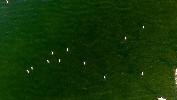 Aerial view of white pelicans in the Danube Delta Romania. Aerial view of white pelicans in the Danube Delta Romania.