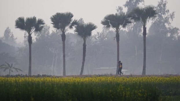 View of a person walking past palm trees in the mist Bangladesh. View of a person walking past palm trees in the mist Bangladesh.