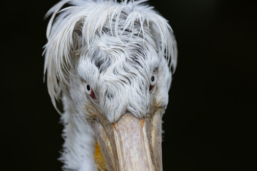 View of a Dalmatian pelican showing its ruffled white feathers and intense gaze against a dark background in Mulhouse Grand Est France.