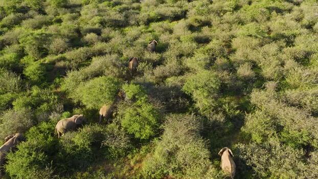Aerial view of elephants in the bushveld South Africa.