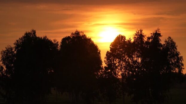 View of silhouetted trees against a vibrant sunset sky Bangladesh. View of silhouetted trees against a vibrant sunset sky Bangladesh.