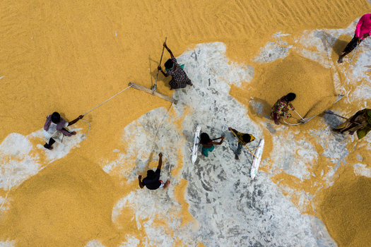 Brahmanbaria Bangladesh 15 August 2021 Aerial view of workers spreading and drying golden rice grains on a large concrete surface using traditional tools.