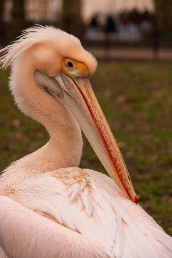 View of a great white pelican with soft pinkish feathers and a long beak in a park setting London England United Kingdom. View of a great white pelican with soft pinkish feathers and a long beak in a park setting London England United Kingdom.