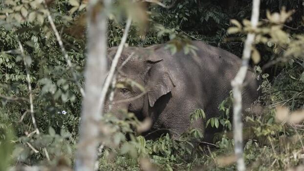 View of an elephant in dense jungle China.