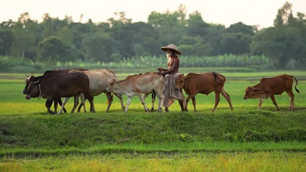 View of a farmer herding cows in a green field Bangladesh. View of a farmer herding cows in a green field Bangladesh.