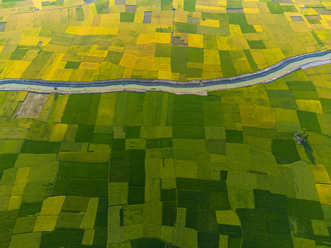 Aerial view of patchwork fields of vibrant yellow and green divided by a winding river cutting through the landscape Joypurhat Bangladesh. Aerial view of patchwork fields of vibrant yellow and green divided by a winding river cutting through the landscape Joypurhat Bangladesh.
