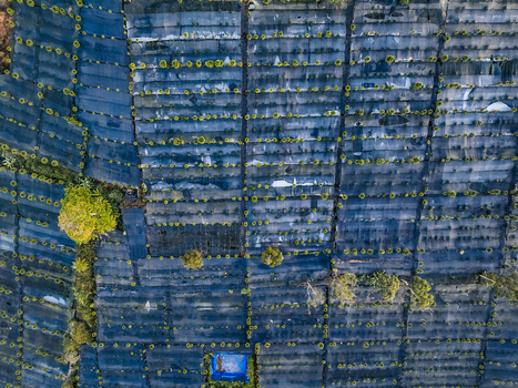 Aerial view of Goalpara Tea Park with rows of tea plants under protective black netting scattered trees and a small blue reservoir in Kecamatan Sukaraja Jawa Barat Indonesia. Aerial view of Goalpara Tea Park with rows of tea plants under protective black netting scattered trees and a small blue reservoir in Kecamatan Sukaraja Jawa Barat Indonesia.