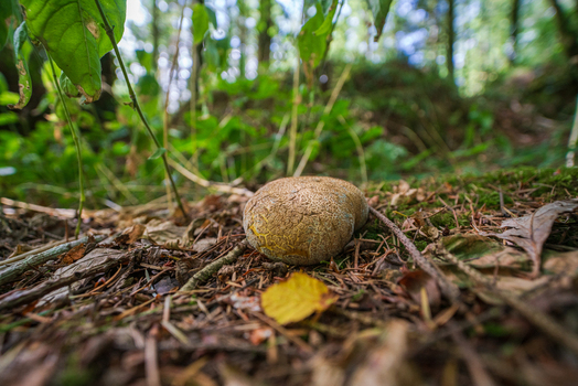 View of a textured mushroom growing on the forest floor among pine needles and woodland vegetation in Deer Park Looe Cornwall United Kingdom. View of a textured mushroom growing on the forest floor among pine needles and woodland vegetation in Deer Park Looe Cornwall United Kingdom.