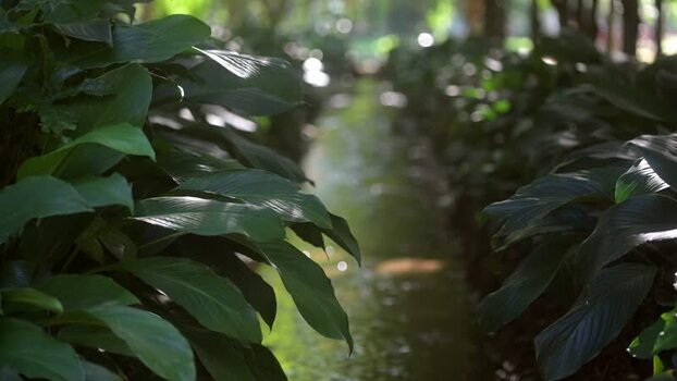 View of tropical plants in Jardim Botanico Brazil.