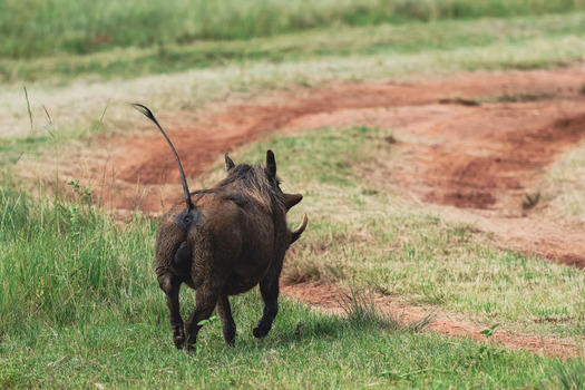 View of a warthog running with its tail up along a dirt path in the savanna at Welgevonden Game Reserve Waterberg District Municipality Limpopo South Africa. View of a warthog running with its tail up along a dirt path in the savanna at Welgevonden Game Reserve Waterberg District Municipality Limpopo South Africa.