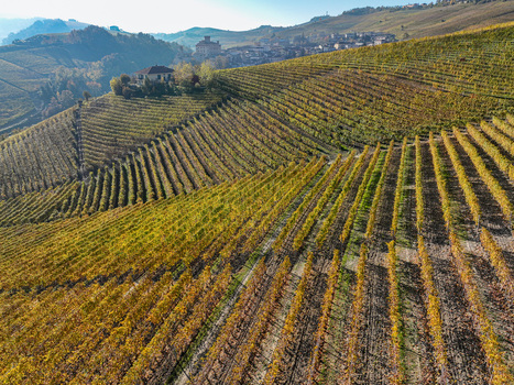 Aerial view of Barolo Cannubi Hill vineyards with golden autumn foliage and a historic village in the background Barolo Piedmont Italy. Aerial view of Barolo Cannubi Hill vineyards with golden autumn foliage and a historic village in the background Barolo Piedmont Italy.