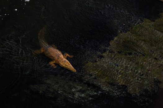 Aerial view of a crocodile glides through the dark still waters its textured skin a stark contrast to the murky depths Mpumalanga South Africa.