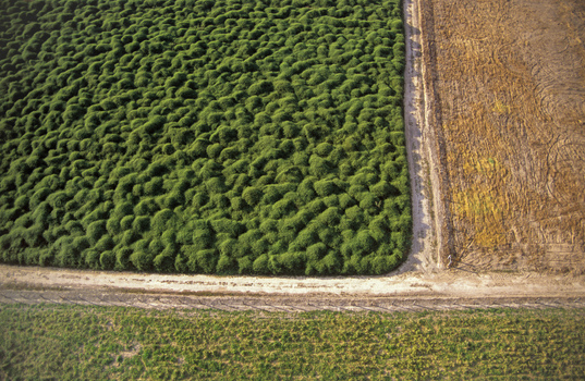 Aerial view of a vibrant green forest contrasting with the adjacent golden brown field separated by a light colored path Sinop State of Mato Grosso Brazil.