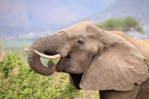 View of an elephant gracefully feeding on lush greenery its tusks gleaming against the soft blurred background Skukuza Mpumalanga South Africa.
