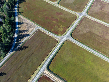 Aerial view of cranberry bogs with geometric fields separated by dirt roads and bordered by a forest in Bandon Oregon United States. Aerial view of cranberry bogs with geometric fields separated by dirt roads and bordered by a forest in Bandon Oregon United States.