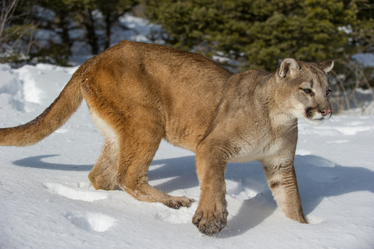View of a mountain lion walking through deep snow in a forest setting in Montana USA. View of a mountain lion walking through deep snow in a forest setting in Montana USA.
