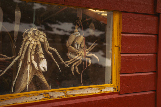 View of taxidermied creatures behind glass evoke a sense of wonder against the bold red building with contrasting yellow trim Skjelfjorden Nordland Norway. View of taxidermied creatures behind glass evoke a sense of wonder against the bold red building with contrasting yellow trim Skjelfjorden Nordland Norway.