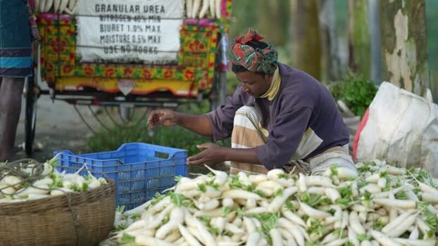 View of a man sorting white radishes in Bogura Bangladesh. View of a man sorting white radishes in Bogura Bangladesh.