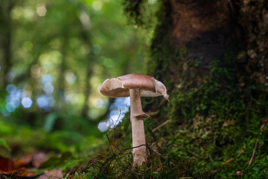 View of a Deer Shield mushroom growing in a damp mossy woodland environment in Cornwall England United Kingdom.