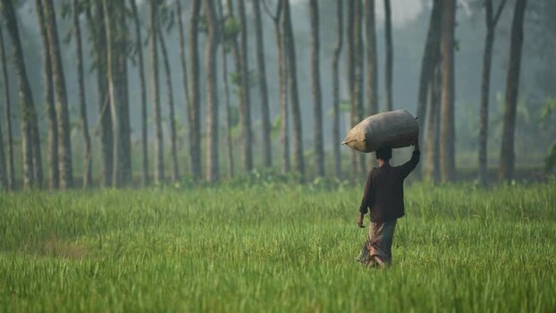 View of a man carrying a sack through a green field Bangladesh. View of a man carrying a sack through a green field Bangladesh.