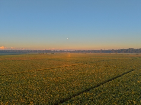 Aerial view of vast green rice fields during golden hour with the moon visible in the clear sky in Kutoarjo Central Java Indonesia. Aerial view of vast green rice fields during golden hour with the moon visible in the clear sky in Kutoarjo Central Java Indonesia.