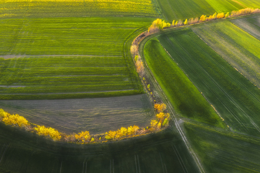 Aerial view of vibrant green agricultural fields and a winding line of yellow trees during golden hour Podkarpackie Voivodeship Poland.