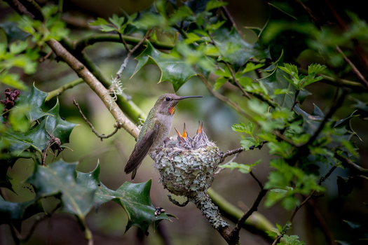 View of a female hummingbird feeding her hungry chicks in a small lichen covered nest perched on a holly branch in Canada. View of a female hummingbird feeding her hungry chicks in a small lichen covered nest perched on a holly branch in Canada.