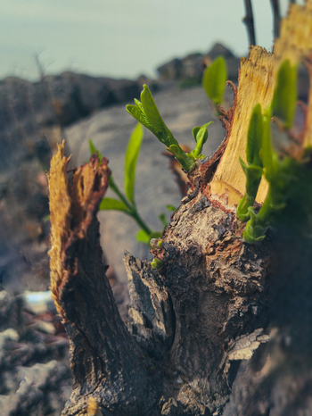 View of fresh green shoots emerging from a weathered tree stump with a rocky landscape in the background in Jos North Plateau Nigeria.