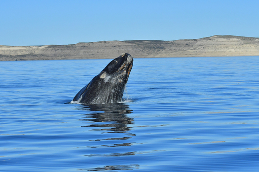 View of a Southern Right Whale emerging from the calm blue water with the coastal cliffs of Puerto Piramides in the background Puerto Madryn Chubut Argentina. View of a Southern Right Whale emerging from the calm blue water with the coastal cliffs of Puerto Piramides in the background Puerto Madryn Chubut Argentina.