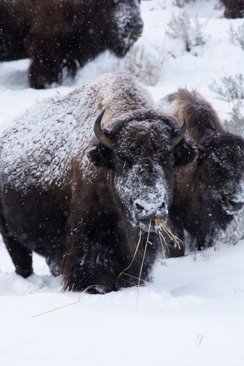 View of American bison grazing on dry grass in the snow covered landscape of Yellowstone National Park United States.