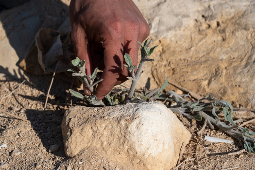 View of a hand tending to a small resilient desert plant pushing through the arid rocky landscape a testament to life s tenacity Cairo Egypt. View of a hand tending to a small resilient desert plant pushing through the arid rocky landscape a testament to life s tenacity Cairo Egypt.