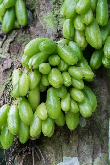 View of a cluster of green bilimbi fruits growing directly on the textured bark of a tree trunk in Costa Rica.