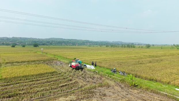 Aerial view of rice harvesting in Kendal Indonesia.