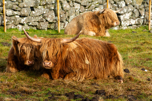 View of Highland cattle resting in a grassy field with a traditional stone wall in the background in Faroe Islands. View of Highland cattle resting in a grassy field with a traditional stone wall in the background in Faroe Islands.