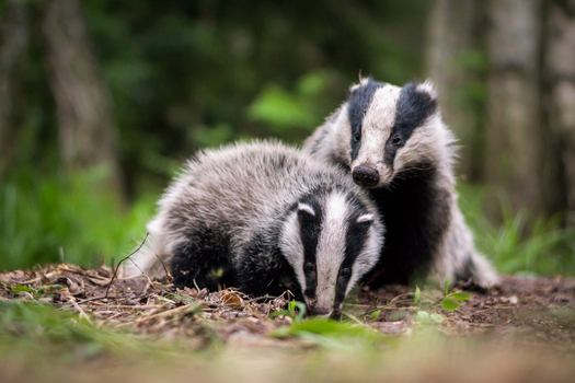 View of two badgers foraging in a forest setting in Debrzno Pomeranian Voivodeship Poland.