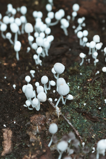 View of small white mushrooms growing on dark damp soil in the forest floor of Costa Rica.