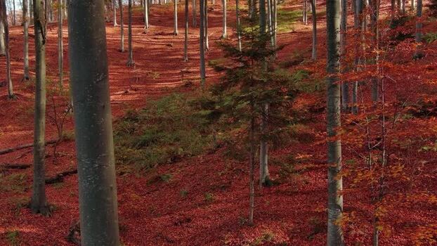 Aerial view of autumn forest floor in Romania. Aerial view of autumn forest floor in Romania.