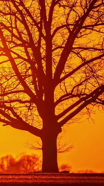 View of a leafless tree silhouette against a vibrant sunset Latvia. View of a leafless tree silhouette against a vibrant sunset Latvia.