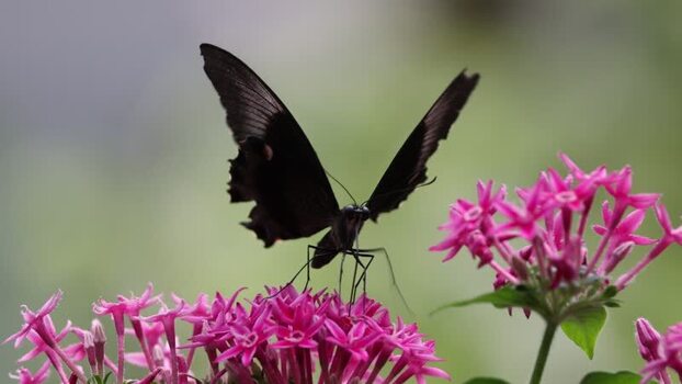 View of a black butterfly on pink flowers in France.