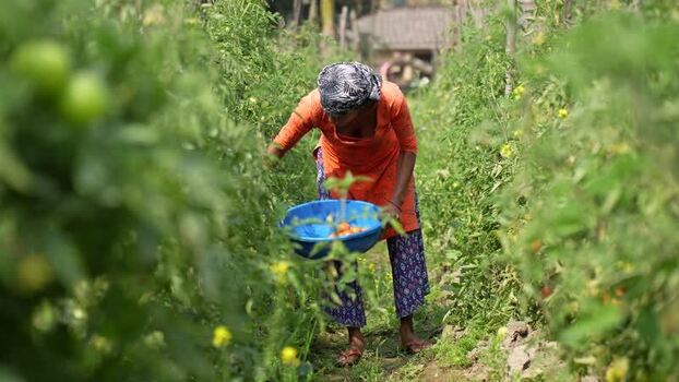 View of a woman harvesting tomatoes in a field in Nepal. View of a woman harvesting tomatoes in a field in Nepal.