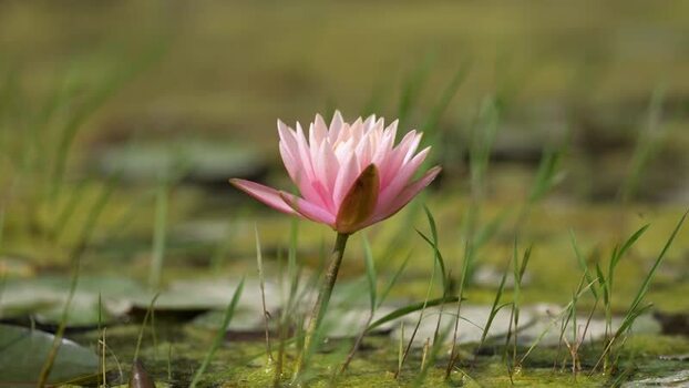 View of a pink water lily blooming in a pond Nepal.